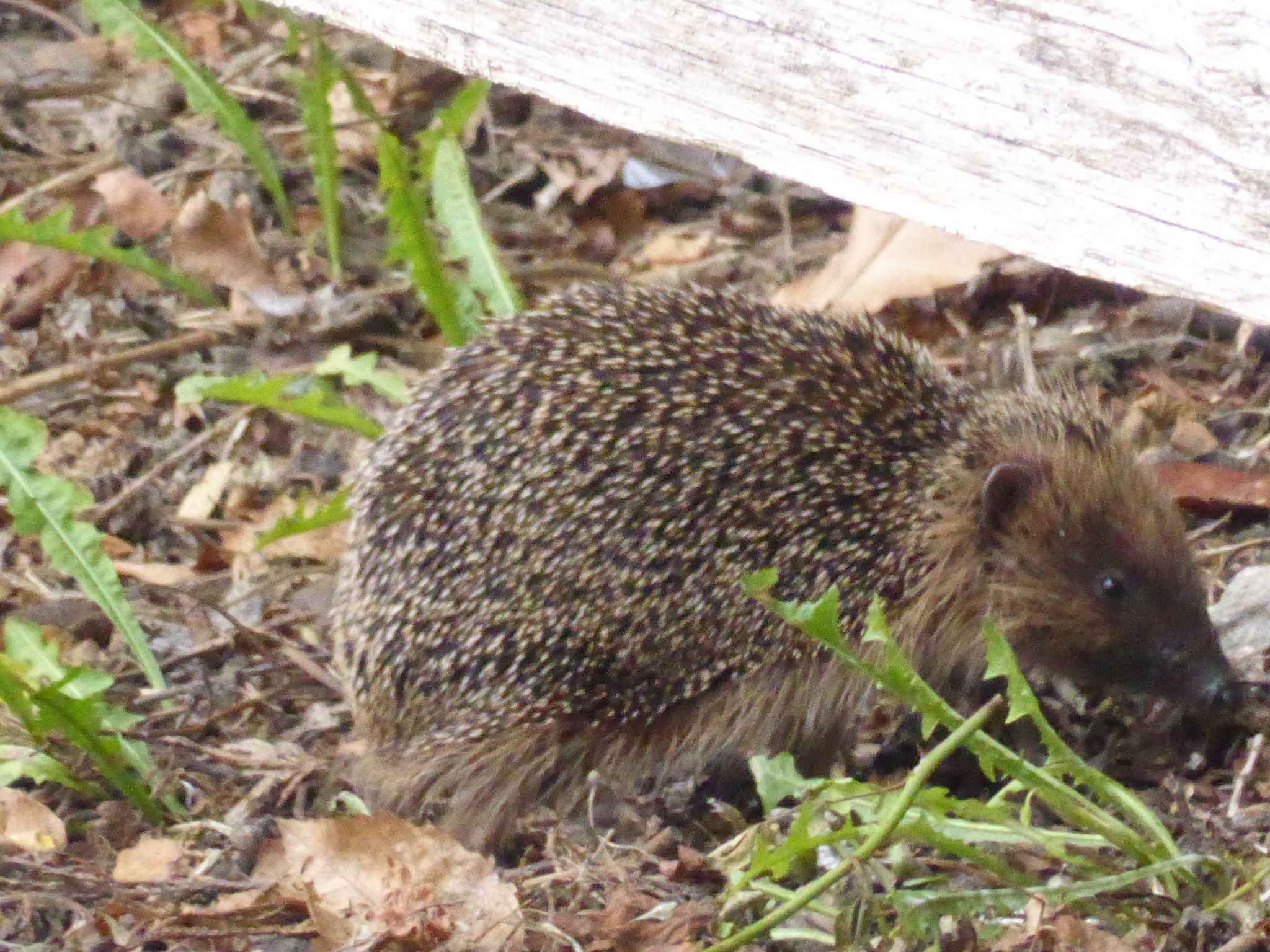 Hawkhurst to Bedgebury Forest » Two Dogs and an Awning
